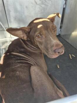 Rescue American Staffordshire Terrier Dogs for Adoption in San Antonio, Texas - CHARLIE | PetCurious