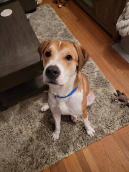 Rescue Hound and Pit Bull Terrier Dogs for Adoption in East Haddam, Connecticut - Canelo | PetCurious