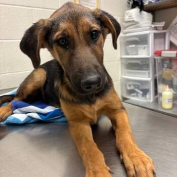 Dawg -  Mixed Breed Dog for Adoption in Murray, Utah - Dawg | PetCurious