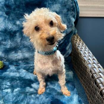 Pancake -  Miniature Poodle Dog for Adoption in Sunderland, Maryland - Pancake | PetCurious