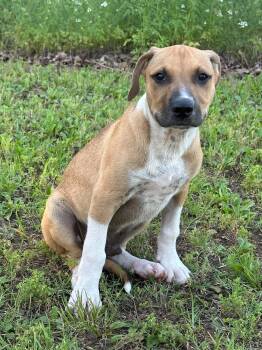 Major -  Mixed Breed Dog Available for Adoption in Okemah, Oklahoma - Major | PetCurious