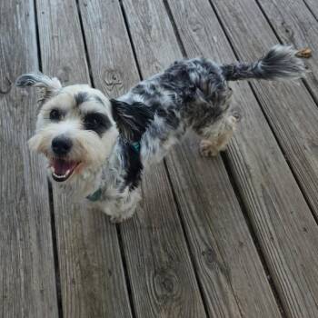 Clam -  Miniature Schnauzer Dog for Adoption in Beulaville, North Carolina - Clam | PetCurious