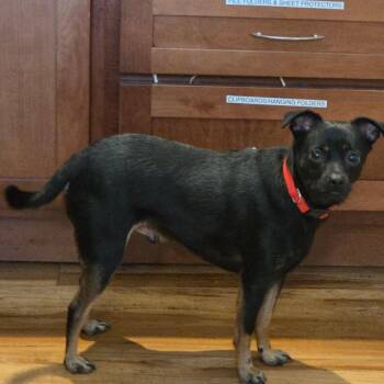 Churro -  Miniature Dachshund and Mixed Breed Dog for Adoption in Priest River, Idaho - Churro | PetCurious