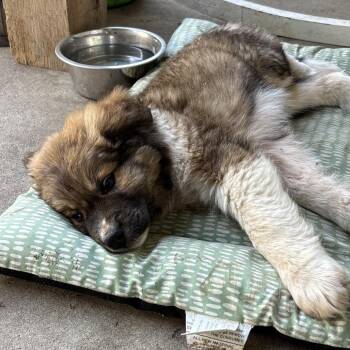 Kafka -  Welsh Springer Spaniel and Great Pyrenees Dog for Adoption in Pittsburg, Kansas - Kafka | PetCurious