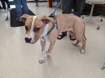 HERCULES -  Pit Bull Terrier and Mixed Breed Dog for Adoption in Anchorage, Alaska - HERCULES | PetCurious