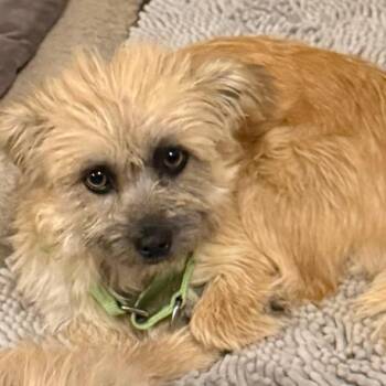 Terrier Dogs Available for Adoption in Tucson, Arizona - Tilly | PetCurious