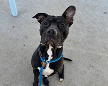 Pit Bull Terrier Dogs Available for Adoption - BELLY | PetCurious