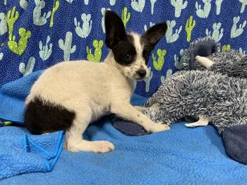 Chihuahua and Mixed Breed Dogs Available for Adoption - CANARY | PetCurious