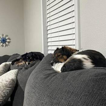 Dachshund Dogs Available for Adoption in Mount Pleasant, Texas - Lily | PetCurious