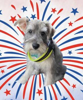 Forrest -  Miniature Schnauzer Dog for Adoption in Norfolk, Virginia - Forrest | PetCurious