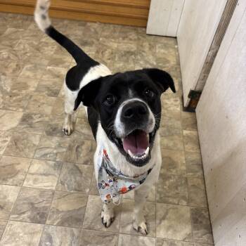 Rescue Terrier Dogs for Adoption in Pilot Point, Texas - Ajax | PetCurious