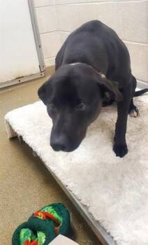 Labrador Retriever and Beagle Dogs Available for Adoption in St. Louis, Missouri - BALOO | PetCurious