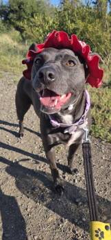 COOTIE -  Pit Bull Terrier and Mixed Breed Dog for Adoption in San Jose, California - COOTIE | PetCurious