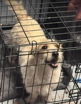 Terrier Dogs Available for Adoption - Nugget In TX | PetCurious