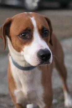 Scarlett -  Foxhound Dog for Adoption in Lucas, Texas - Scarlett | PetCurious