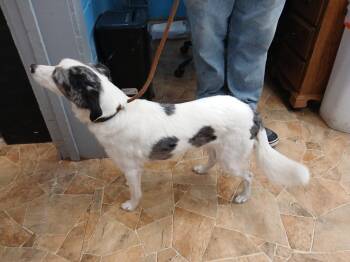 Australian Cattle Dog Blue Heeler and Jack Russell Terrier Dogs Available for Adoption in Mena, Arkansas - Skye | PetCurious