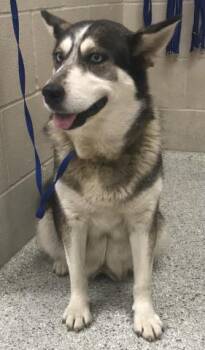 Siberian Husky Dogs Available for Adoption in Conroe, Texas - ESTELLE | PetCurious