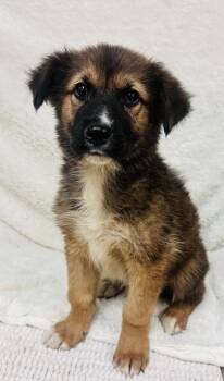 Leon Lion -  Shepherd and Mixed Breed Dog for Adoption in Fort Worth, Texas - Leon Lion | PetCurious