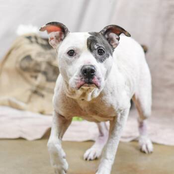 American Bulldog Dogs Available for Adoption in Defuniak Springs, Florida - Veda | PetCurious