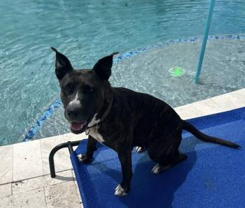 American Staffordshire Terrier and Cattle Dog Dogs Available for Adoption in Fort Lauderdale, Florida - Sheila | PetCurious