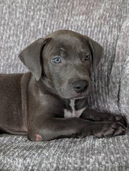 Blue -  Labrador Retriever and Terrier Dog for Adoption in Baton Rouge, Louisiana - Blue | PetCurious