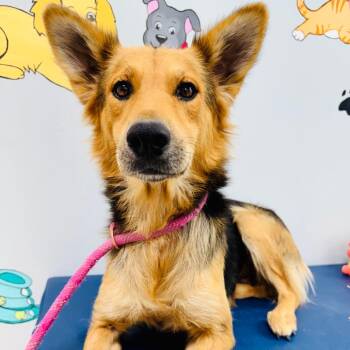 Gretchen -  German Shepherd Dog and Border Collie Dog for Adoption in Lebanon, Missouri - Gretchen | PetCurious