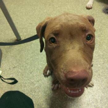 Bear -  Pit Bull Terrier Dog for Adoption in San Gabriel, California - Bear | PetCurious