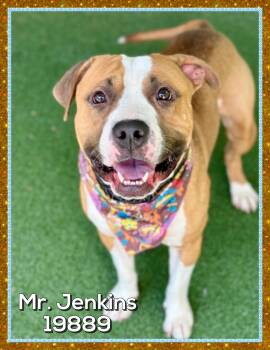 MR. JENKINS -  American Bulldog and American Staffordshire Terrier Dog for Adoption in Marietta, Georgia - MR. JENKINS | PetCurious