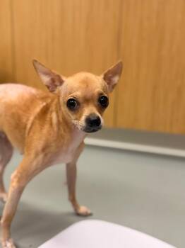 Winter -  Chihuahua Dog for Adoption in Hartsville, South Carolina - Winter | PetCurious