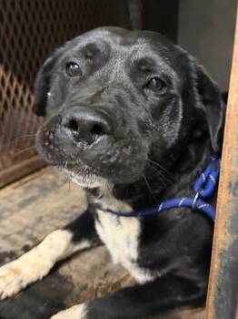 Bea -  Mixed Breed Dog for Adoption in Henderson, North Carolina - Bea | PetCurious