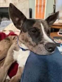 Catahoula Leopard Dog Dogs Available for Adoption in Dallas, Texas - Charlie (CP) | PetCurious