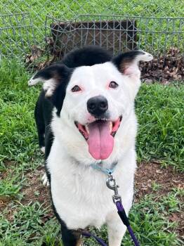 Rescue Border Collie and Mixed Breed Dogs for Adoption in Neosho, Missouri - Noodles | PetCurious