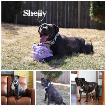 Terrier Dogs Available for Adoption in Sioux Falls, South Dakota - Shelly | PetCurious