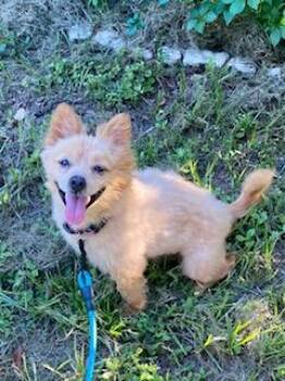 Tucker -  Pomeranian Dog for Adoption - Tucker | PetCurious