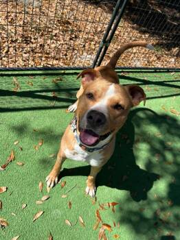 American Bulldog Dogs Available for Adoption - Bathory | PetCurious