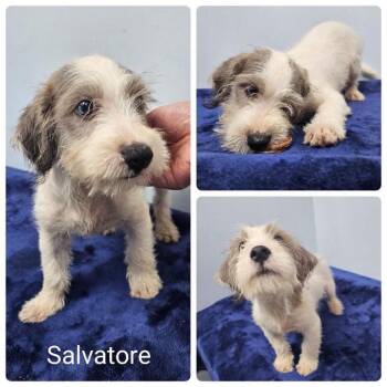 Sal -  Terrier Dog for Adoption in Baton Rouge, Louisiana - Sal | PetCurious