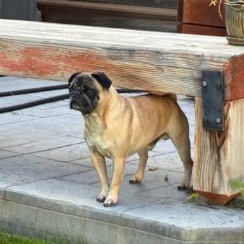 Louie -  Pug Dog for Adoption in Seattle, Washington - Louie | PetCurious