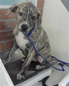 German Shepherd Dog and Mixed Breed Dogs Available for Adoption in Houston, Texas - JOEY | PetCurious