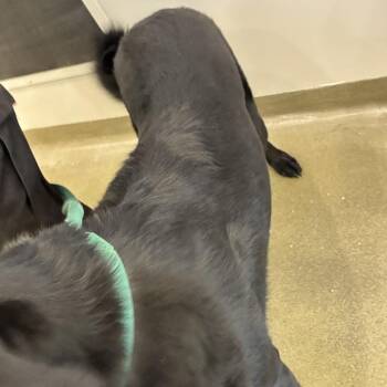 Luna -  Black Labrador Retriever and Mixed Breed Dog for Adoption in Harrisonburg, Virginia - Luna | PetCurious