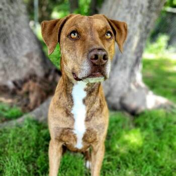 Rescue Hound and Pit Bull Terrier Dogs for Adoption in Denison, Texas - Heath | PetCurious