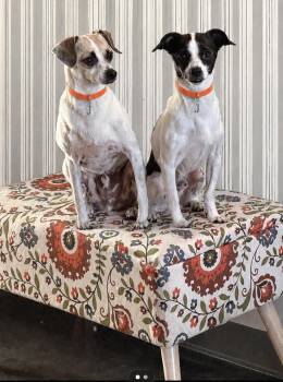 Jimmy and Jasper -  Chihuahua Dog for Adoption in Las Vegas, Nevada - Jimmy And Jasper | PetCurious