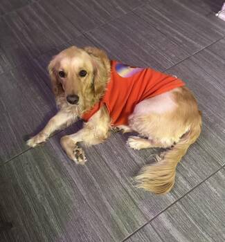 Golden Retriever Dogs Available for Adoption - Bernadette | PetCurious