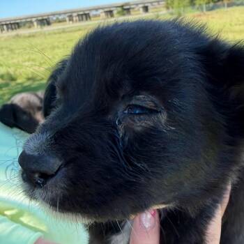 Grand Slam Maggie -  Flat Coated Retriever and Black Labrador Retriever Dog for Adoption in New Orleans, Louisiana - Grand Slam Maggie | PetCurious