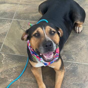Sweet Mama Moosh -  Boxer and Labrador Retriever Dog for Adoption in Carolina, Carolina - Sweet Mama Moosh | PetCurious