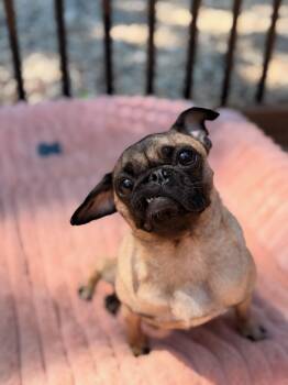 Gigi -  Pug Dog for Adoption in North Freedom, Wisconsin - Gigi | PetCurious