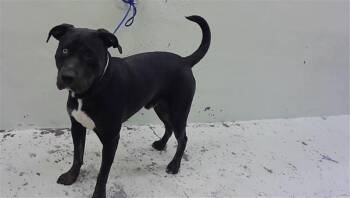 Staffordshire Bull Terrier and Mixed Breed Dogs Available for Adoption in Houston, Texas - EDGARDO | PetCurious