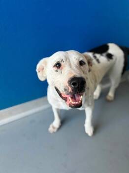RAY -  Pit Bull Terrier and Mixed Breed Dog for Adoption in Visalia, California - RAY | PetCurious