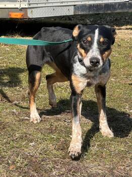 Australian Cattle Dog Blue Heeler Dogs Available for Adoption - Solice | PetCurious