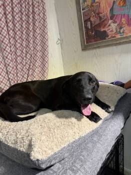 Rescue Labrador Retriever Dogs for Adoption in Opelousas, Louisiana - Beaux | PetCurious