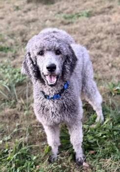 Rescue Standard Poodle Dogs for Adoption in Sandy Springs, Georgia - Teagan | PetCurious